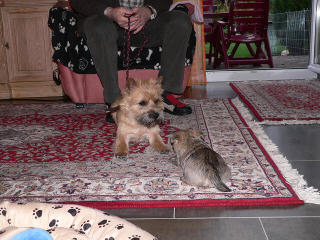 Xaver mit Hundebaby